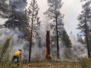 Fuego en San Pedro Mártir afecta 1,200 hectáreas; se mantienen esfuerzos coordinados de combate: Protección Civil BC