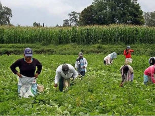 Migrantes mexicanos en Canadá, Senado busca agenda bilateral para atender abusos laborales