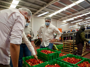 Refuerzan Plan de Justicia Social para San Quintín con supervisión a ranchos agrícolas
