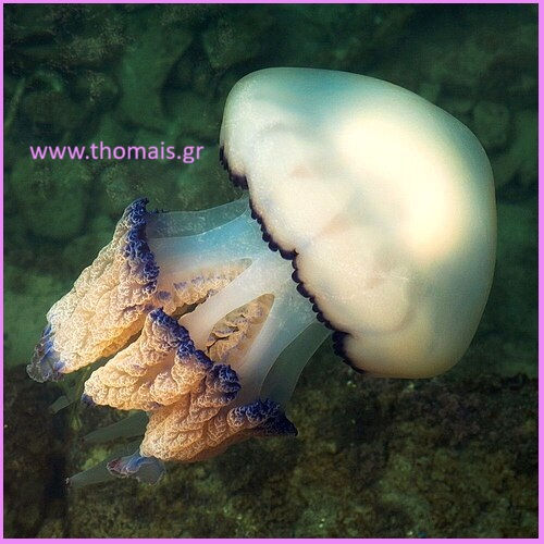 Rhizostoma pulmo (Barrel Jellyfish)