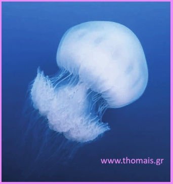 Rhopilema nomadica (Nomadic Jellyfish)