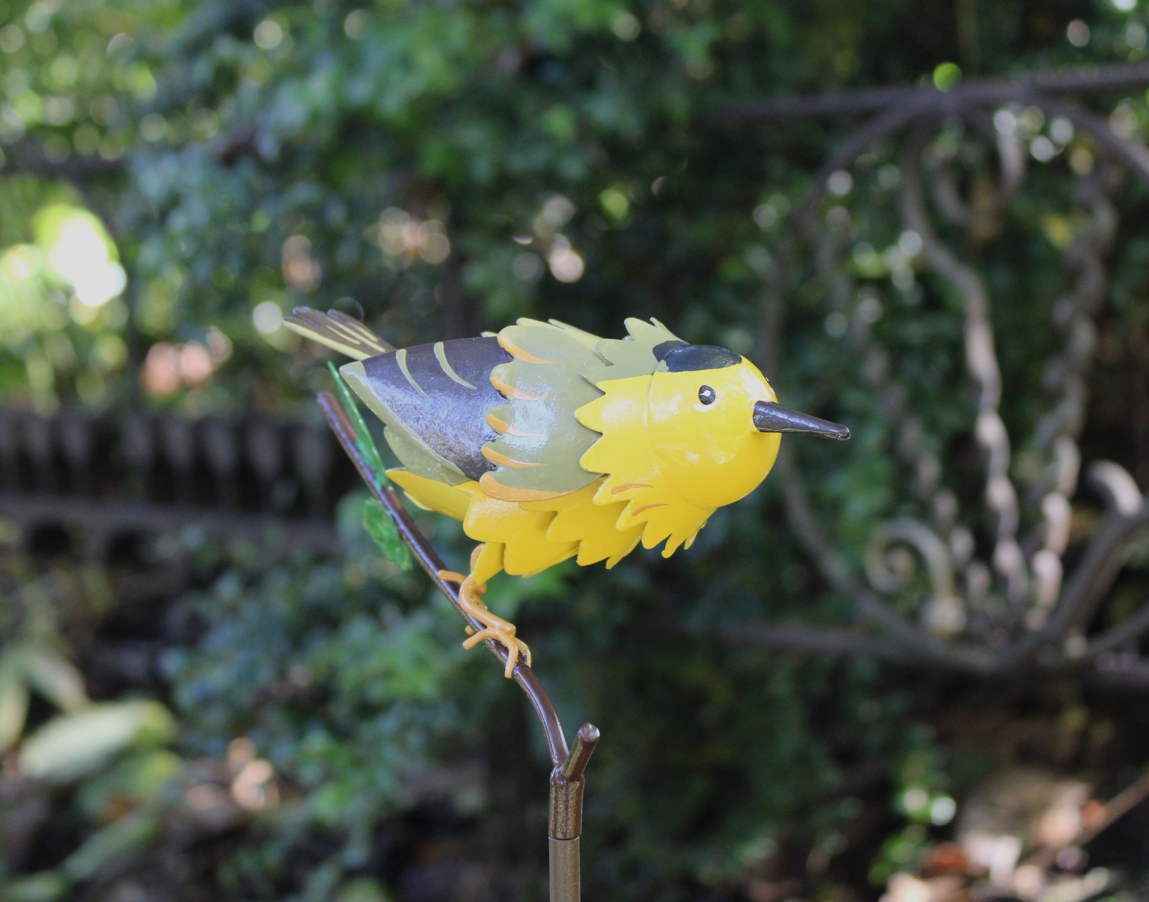 Wilson's Warbler