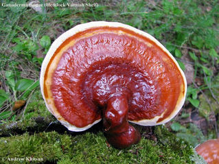 Healing with Mushroom Essences
