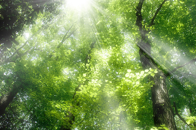 自然公園
