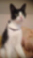 Miniature : Lithopets - Collier pour chat - personnalisé