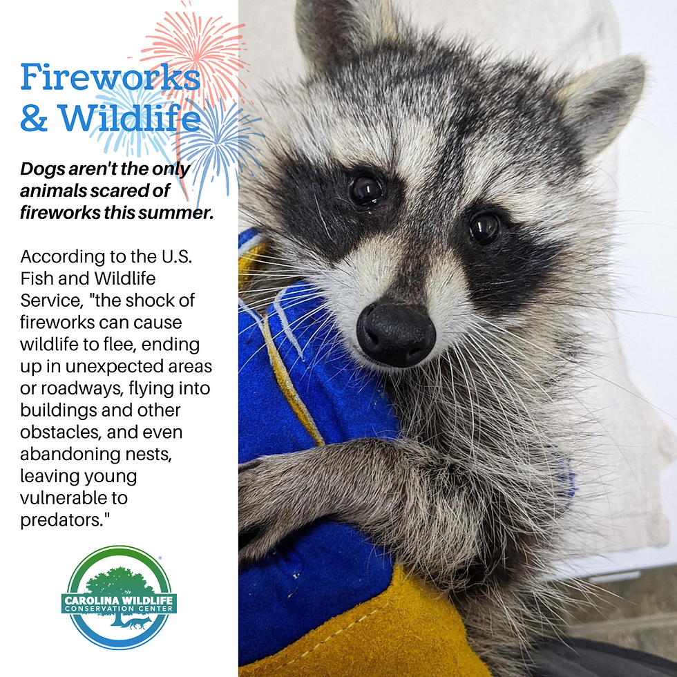raccoon clings to wildlife works glove