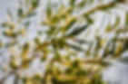 12-FINCA LA SERENA30 de tamaño grande.jpeg