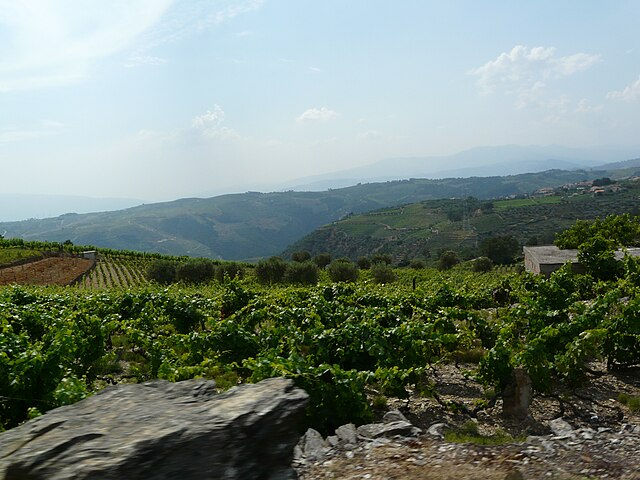 Still Wines and Ports of Douro