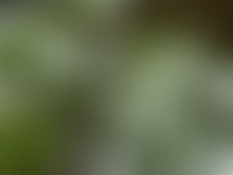 A Failed Time Lapse and the Truth About Growing