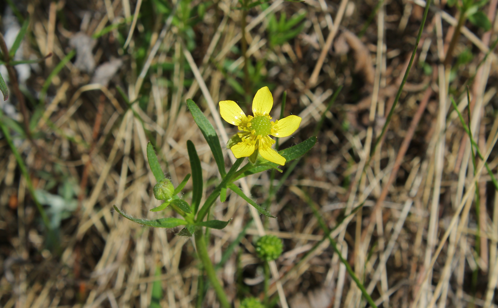 Close-up of a single yellow prairie buttercup flower
