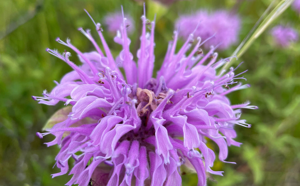 Close-up of a pink wild bergamot flower in Sturgeon County in mid-July