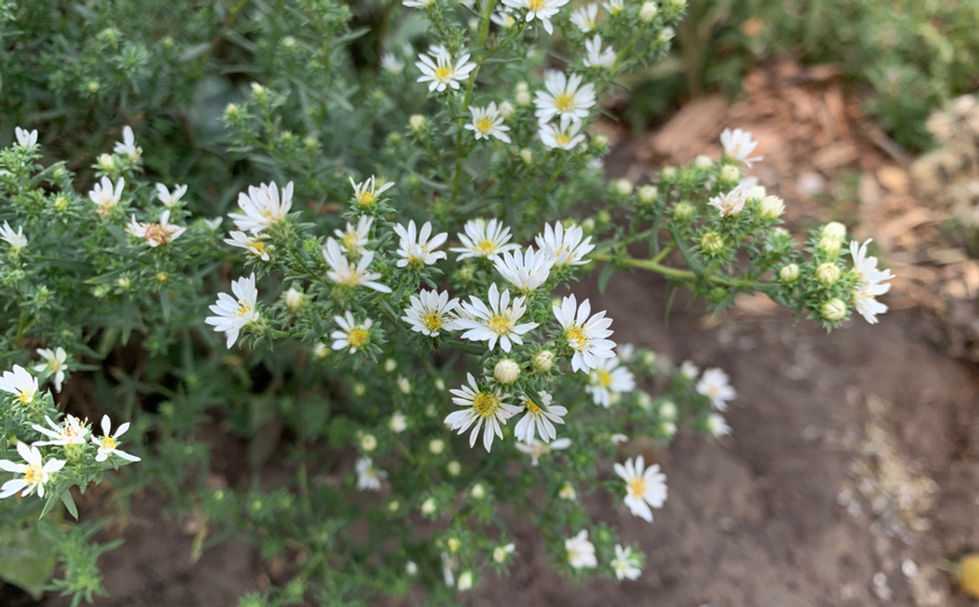 Close-up view of tufted white prairie aster flowers at Bunchberry Meadows in early August