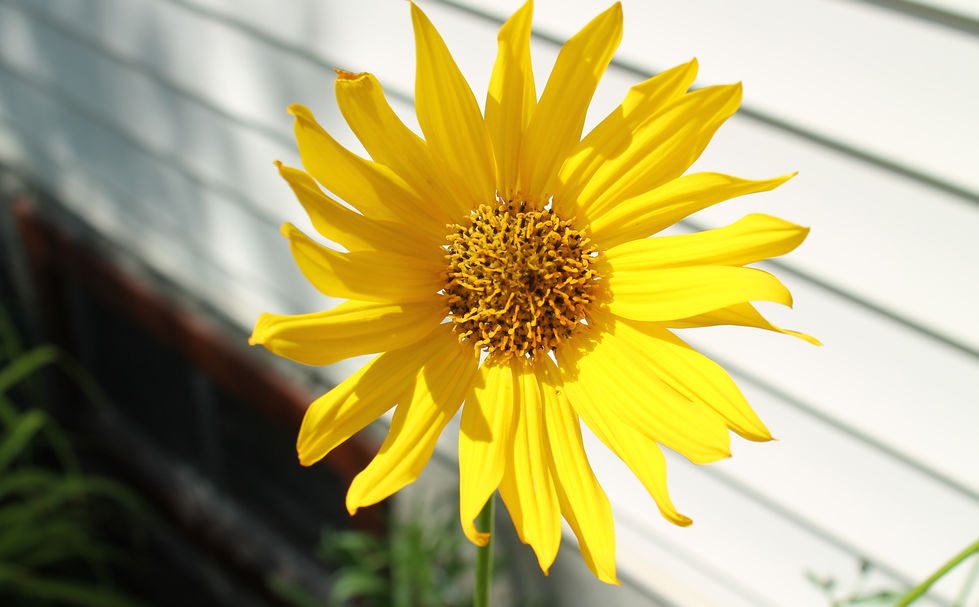 Detailed view of a single yellow rhombic-leaved sunflower bloom.