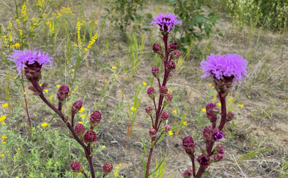 Three spikes of purple meadow blazing-star coming into flower on a sandy prairie