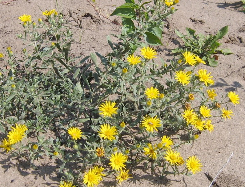 A sprawling golden-aster plant in full bloom.