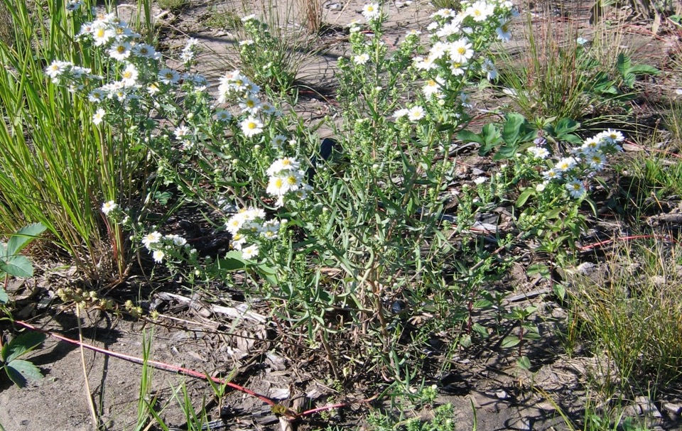 A tufted white prairie aster in full bloom at Fort Saskatchewan Prairie in early August