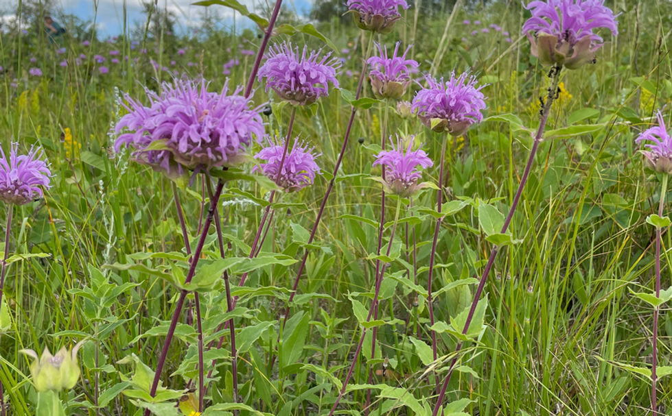 Mature plant in full bloom in mid-July in Sturgeon County