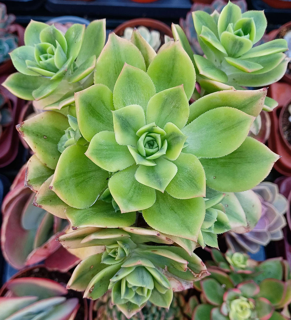 Miniatura: Aeonium Starburst