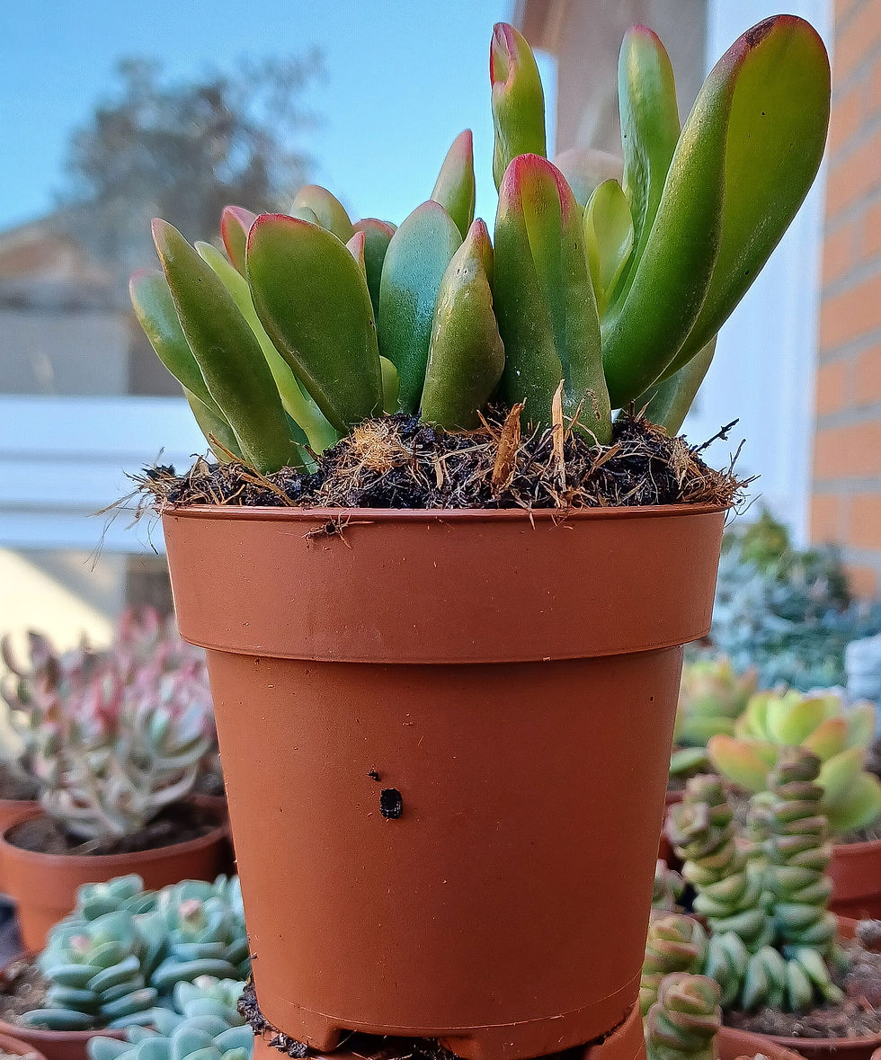 Miniatura: Crassula Ovata "Hobbit"