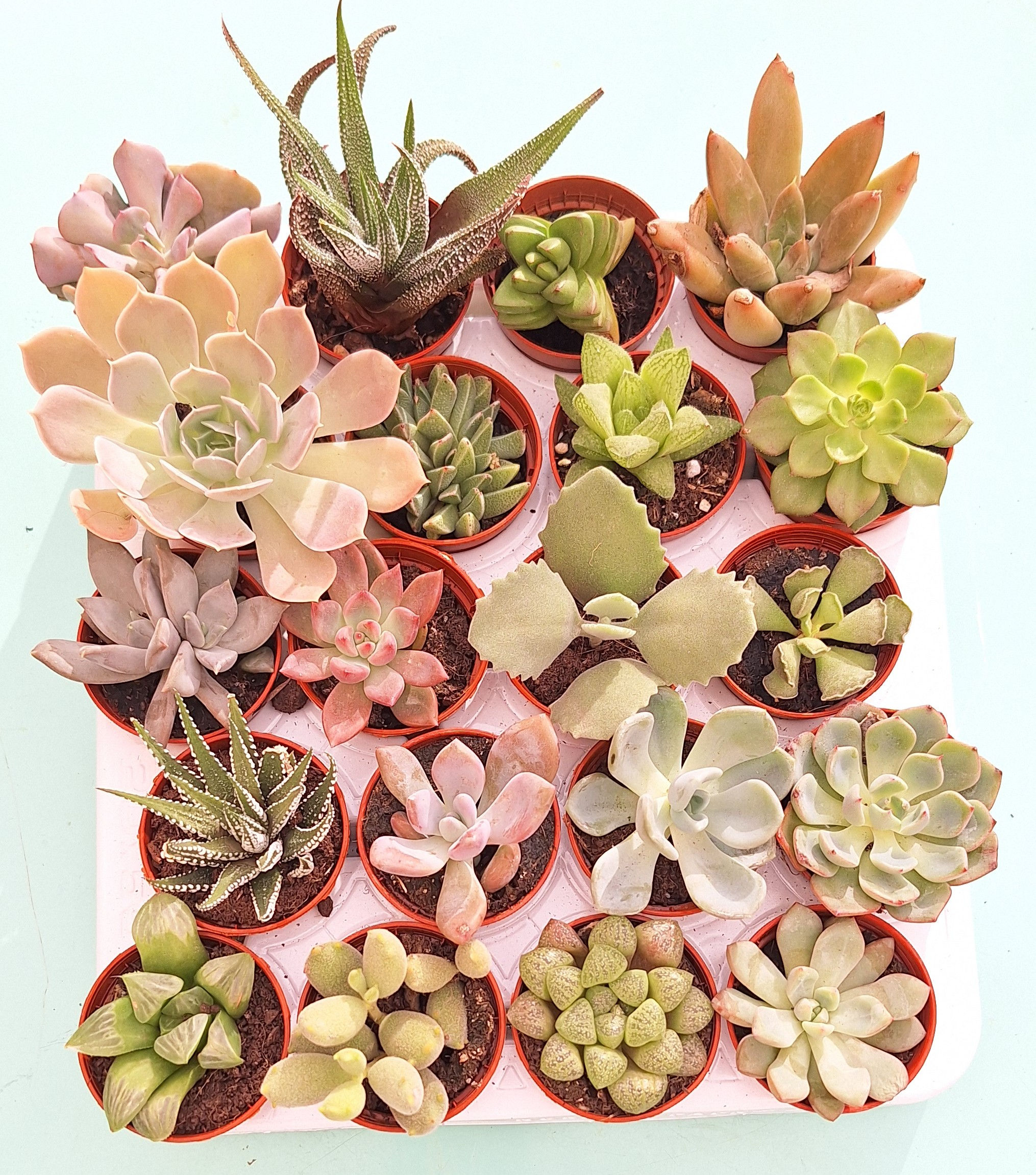 20 Suculentas variadas 5.5 cm