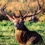 Thumbnail: "Stag of the Meadow" | London, UK