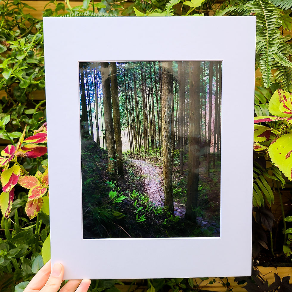 "Silent Forest" | Tsumago, Japan