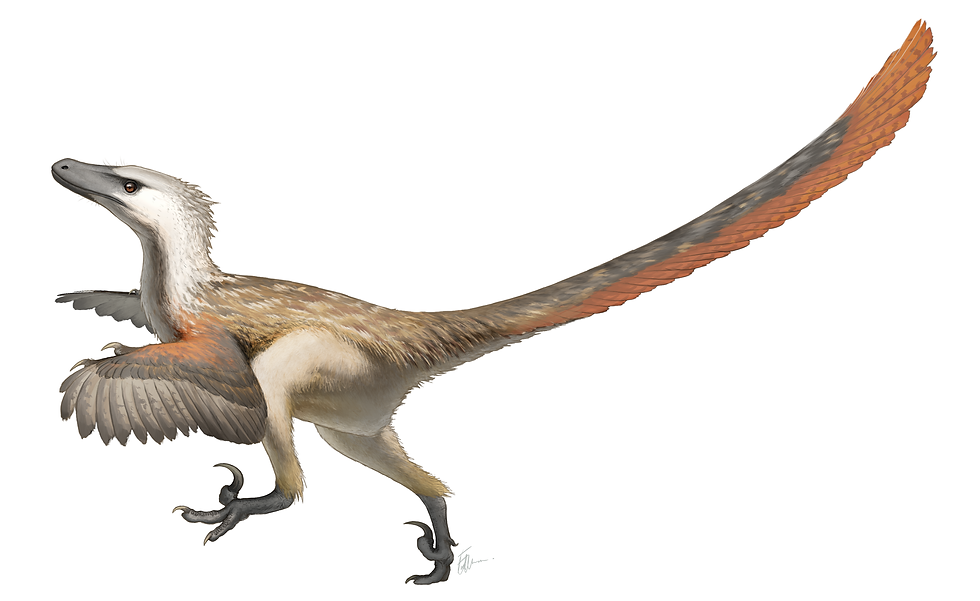 reconstituição penada do Velociraptor mongoliensis