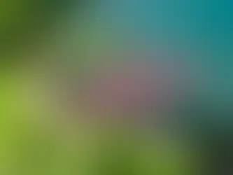 Entre Tradição e Ativismo: A Polêmica Caça de Golfinhos no Japão