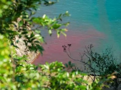 Entre Tradição e Ativismo: A Polêmica Caça de Golfinhos no Japão
