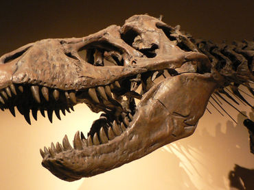 Como Começar na Paleontologia: Guia Completo para Iniciantes