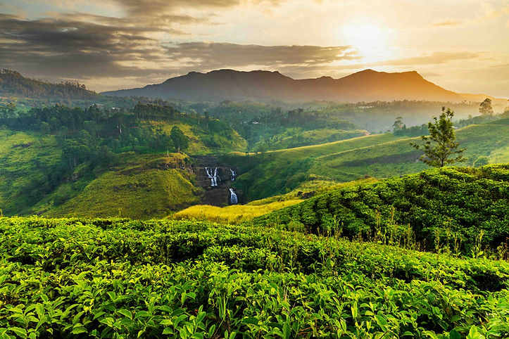 Nuwara Eliya Sri Lanka_lr.jpeg