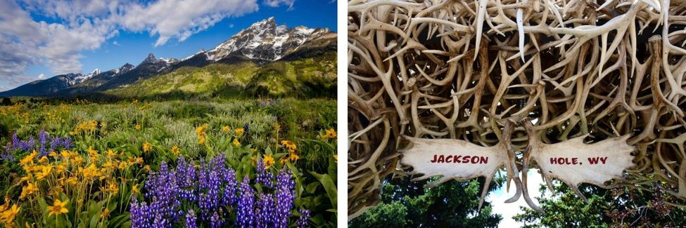 Mountain landscape with colorful wildflowers, blue sky. Pair of antlers with "Jackson Hole, WY" text. Vibrant, natural setting.
