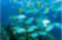 Snorkeling in Honduras