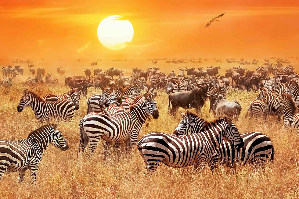 Herds of zebras and wildebeest in a golden savanna under an orange sunset, with a bird gliding overhead.