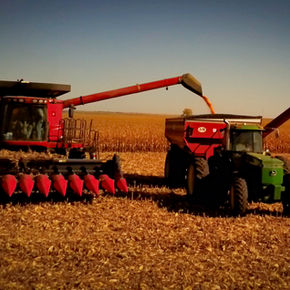 Combine harvester filling grain cart with standing corn crop in background