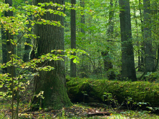 Music and nature are intimately linked