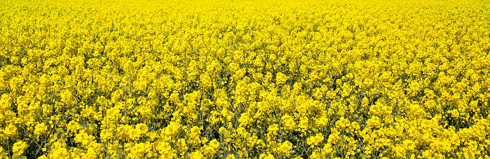 Gele bloemen