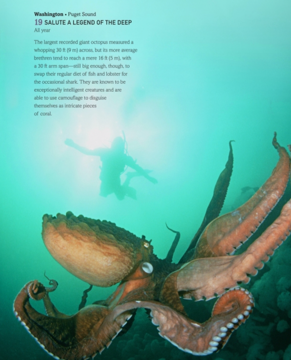 Thumbnail: The Bucket List: Wild