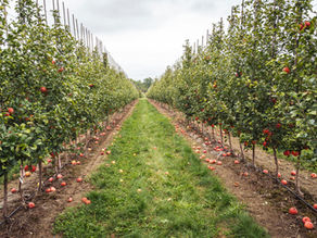 Apple orchard with rows of apple trees, red apples on branches and ground. Green grass path between trees under cloudy sky.