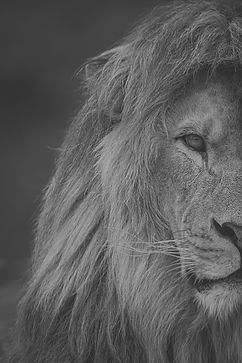 sammino-lion-6664041_1280_edited_edited_edited.jpg