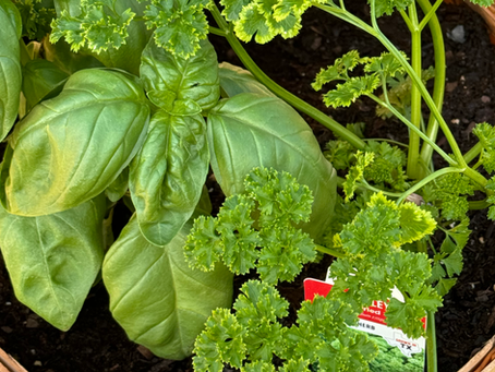 A Simple Guide to Container Gardening for Renters