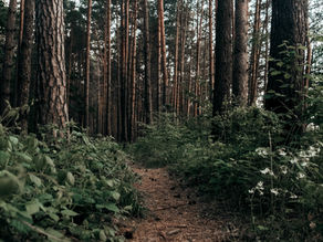 Rewilding Could Help the UK Fight Climate Crisis