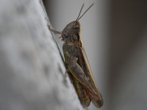 Biodiversity: Many Countries on Brink of Ecosystem Collapse