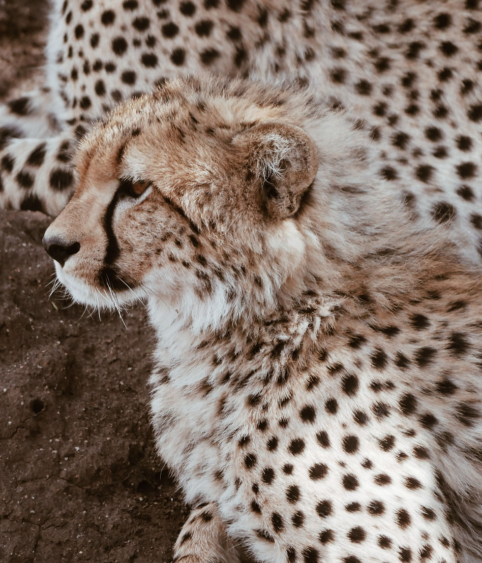 India: Cheetahs to Return After 70 Years