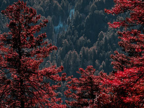 Pakistan Surpasses Climate Change Goal 10 Years Early