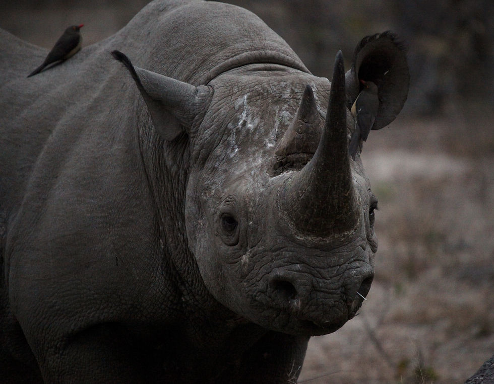 A black rhino