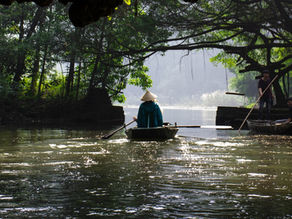 Mangrove Forests: The Natural Solution to Protect Our Shores