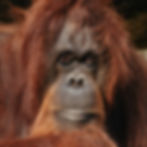 Brown orangutan