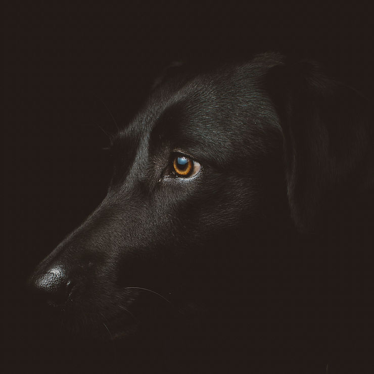 black dog