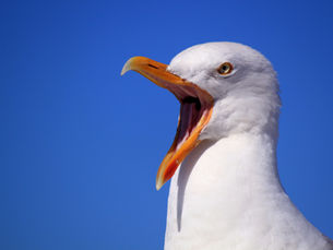 5 Pieces of Personal Branding that are Screaming Out Loud